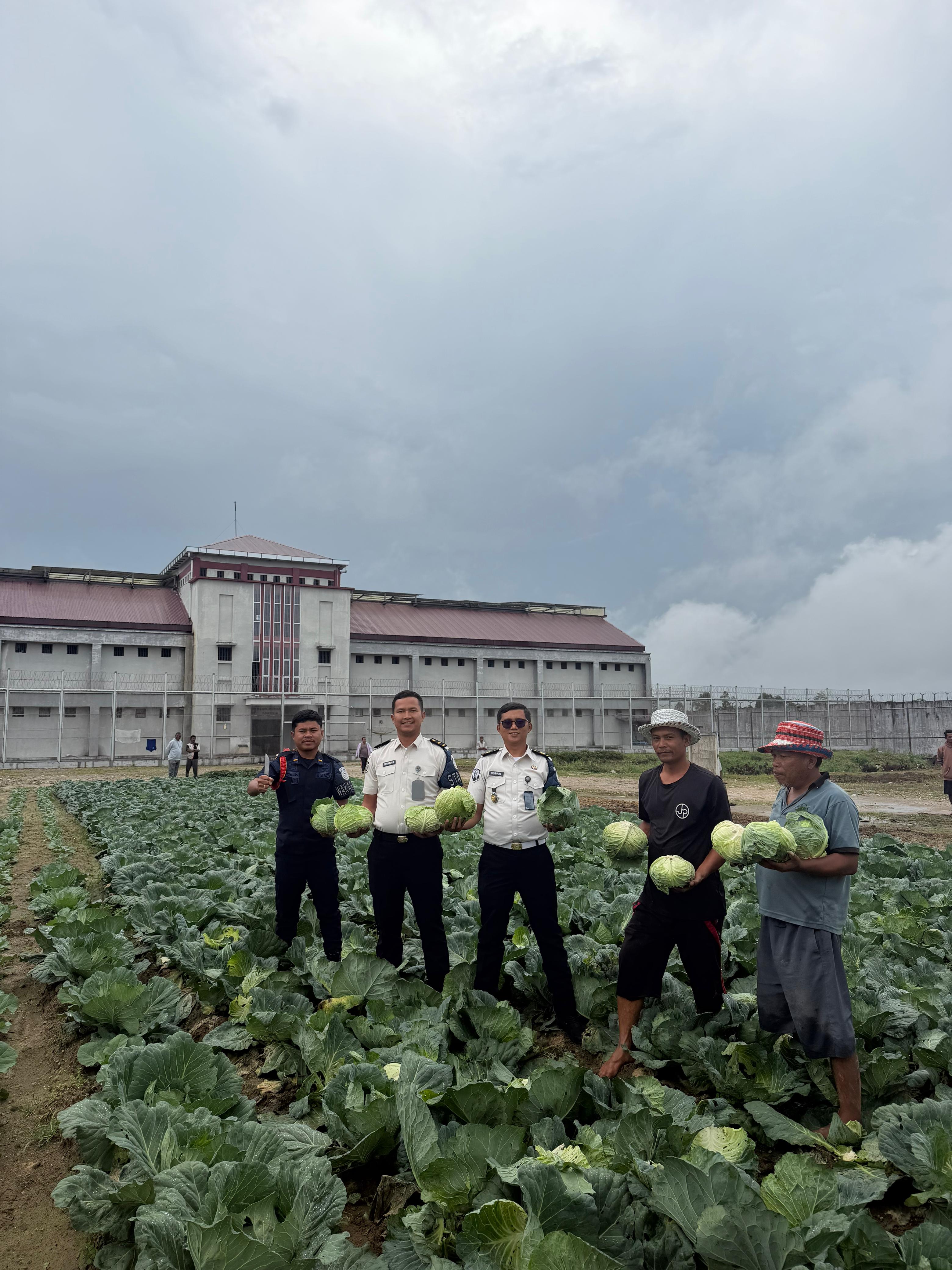 Panen Sayur Kol, Rutan Humbahas Kembali Panen Hasil Ketahanan Pangan